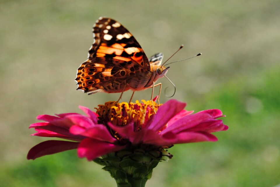 Blossom elegance colorful