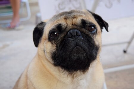 Puppy canine adorable photo