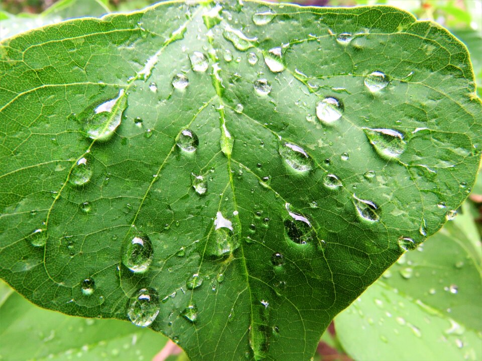 Rain drops green leaf nature