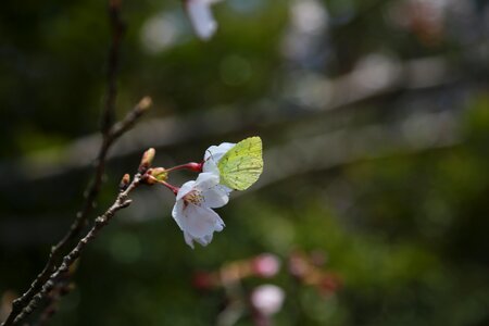 Outdoors flowers cherry blossom photo