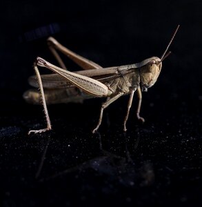 Insecta reflection closeup