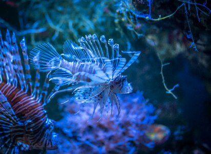 Aquarium nature undersea world