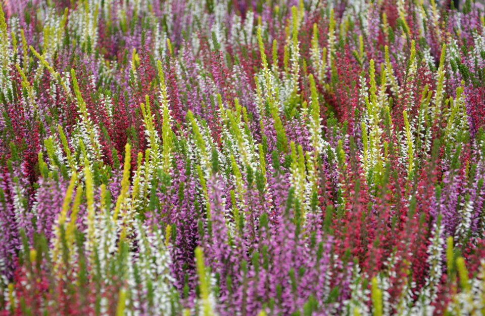 Plants flowering garden nature