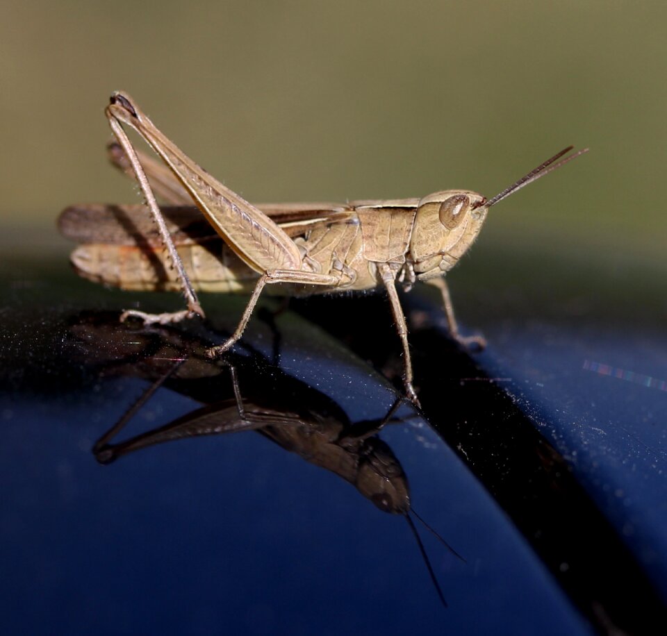 Insecta reflection closeup