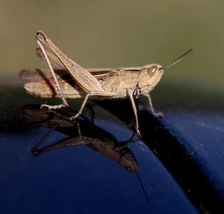 Insecta reflection closeup