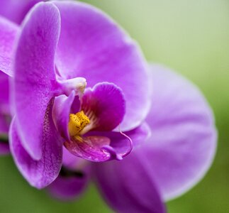 Petal flowers phalaenopsis photo