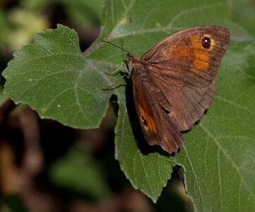 Wings insecta leaf