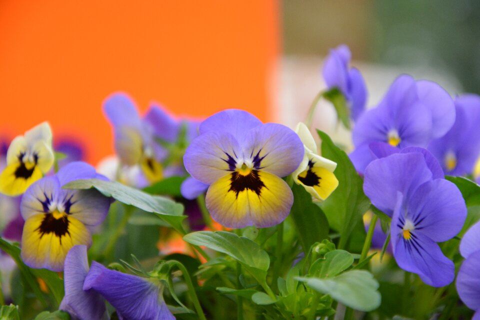 Purple flower garden flowering