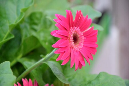 Color pink pink flowers garden