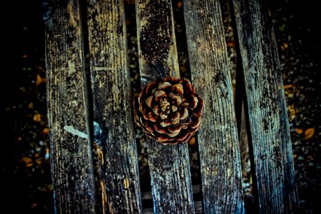 Dark pine cone