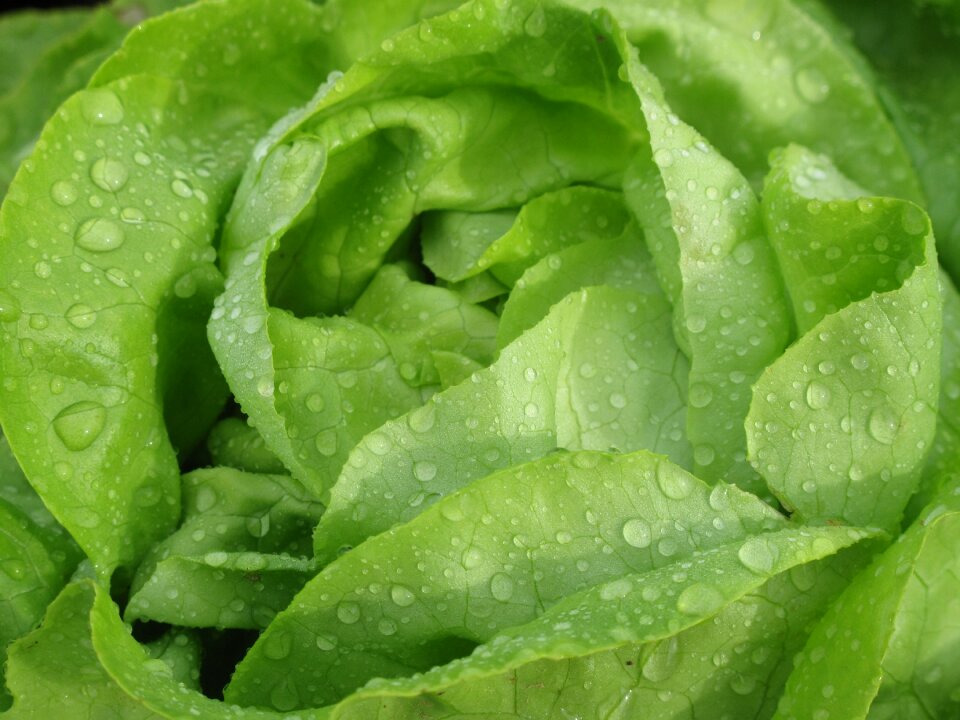 Healthy fresh close up