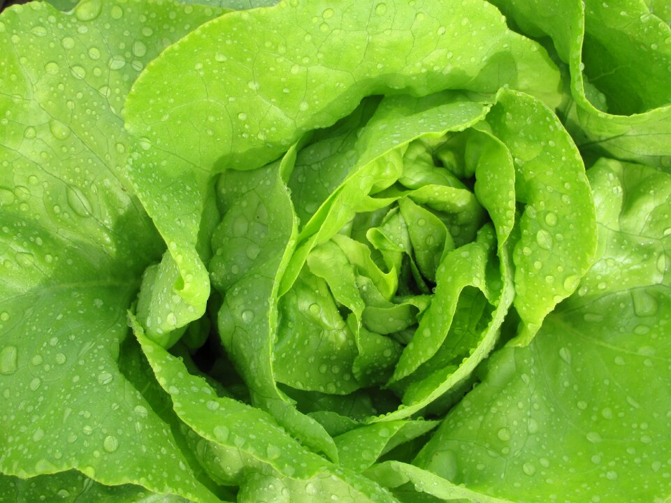 Healthy fresh close up