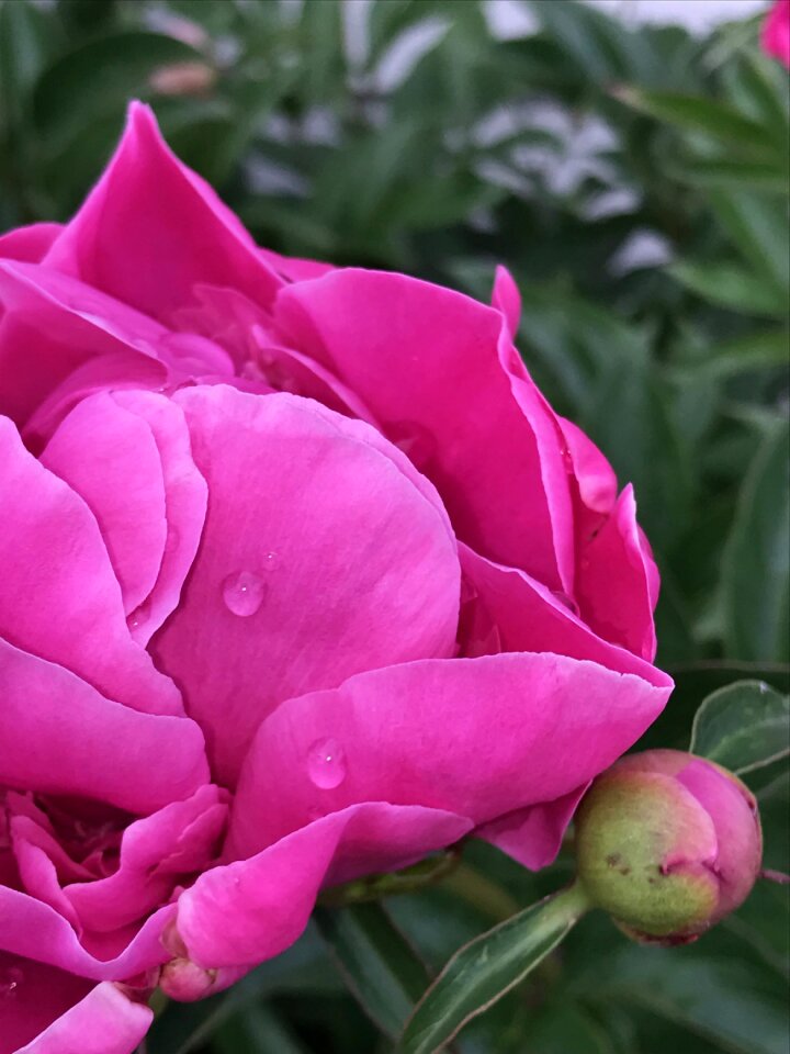 Blossom flower floral