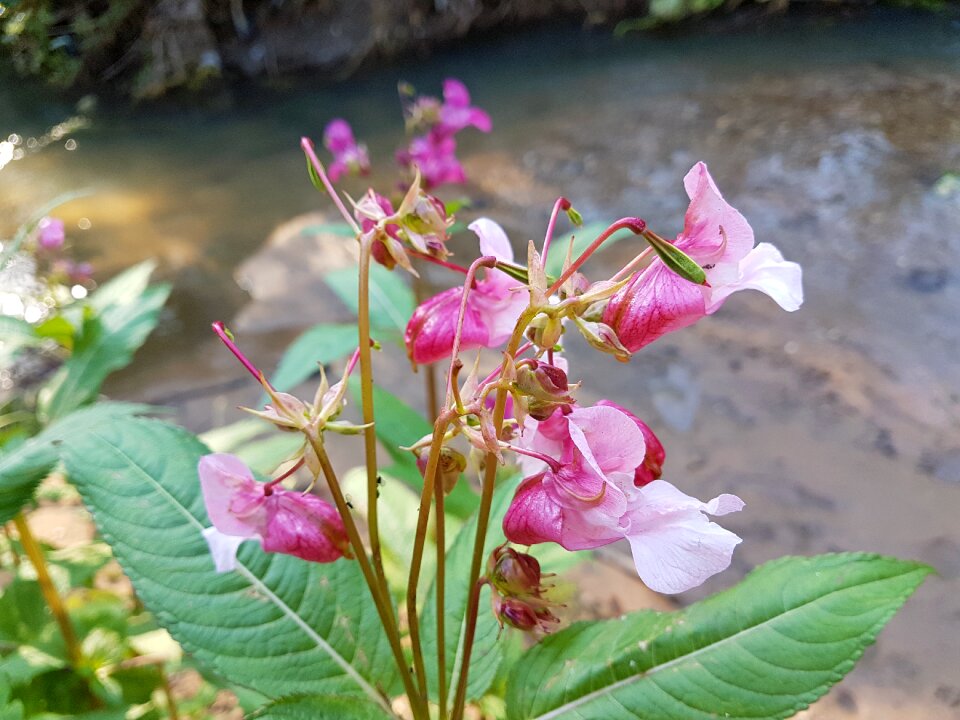 Cute flower beautiful flower russian nature
