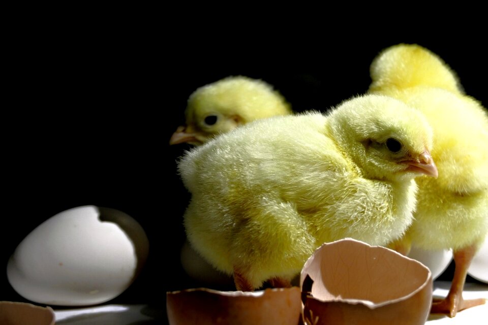 View animal poultry