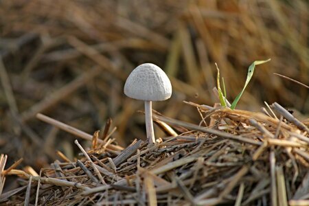 Horse manure screen fungus straws photo