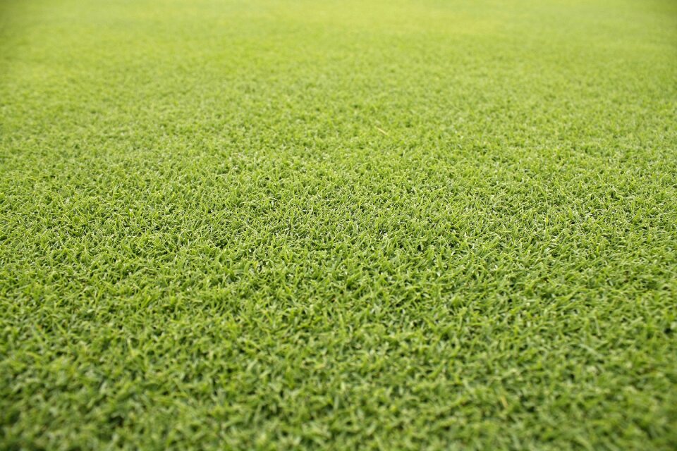 Pool summer golf course grass