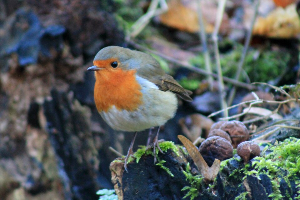 Animal world animal small
