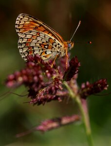 Red brown stripes