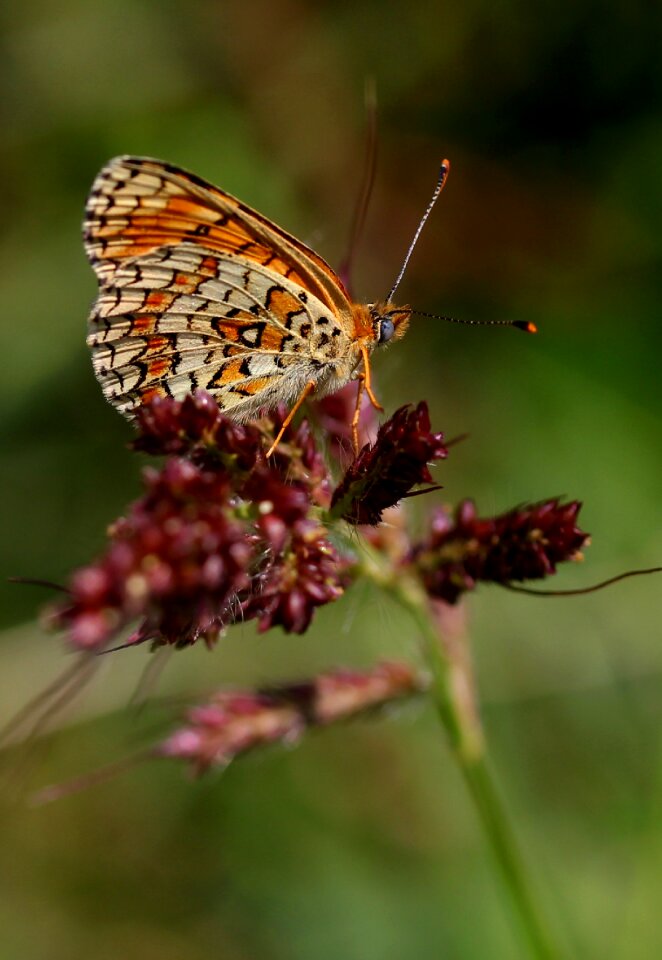 Red brown stripes