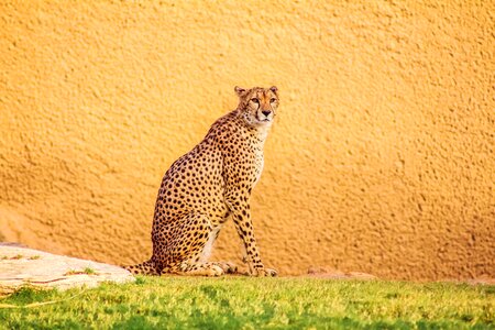 Mammal wildlife leopard photo