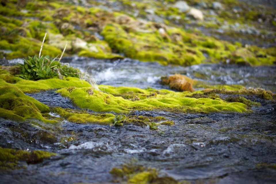 Moss stones mountain altai