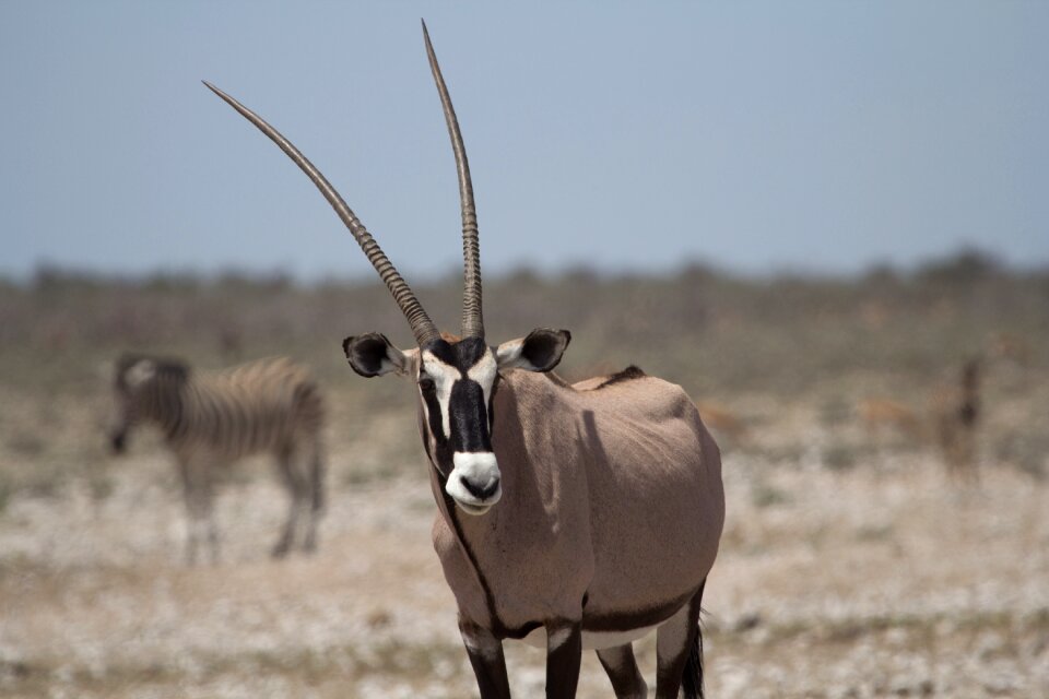 Antelope mammal campaign