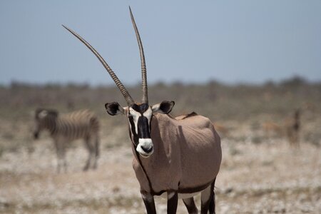 Antelope mammal campaign