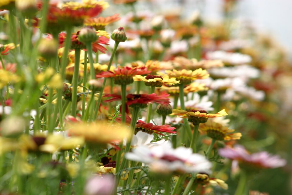 Colorful beautiful field of flowers