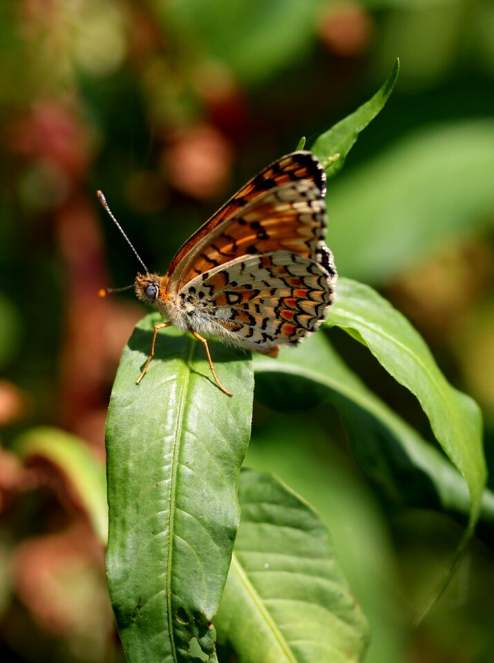 Red brown stripes