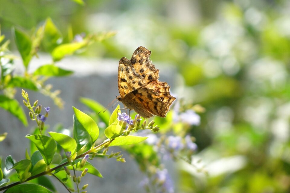Quentin chong butterfly golden dew flower