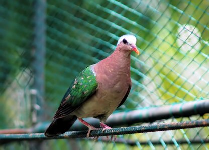 Outdoors wildlife pigeon photo