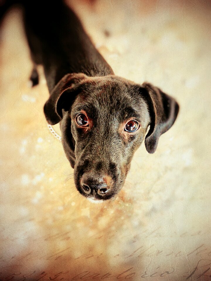 Pet canine brown dog