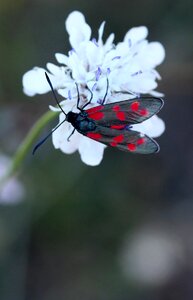 Wings red black
