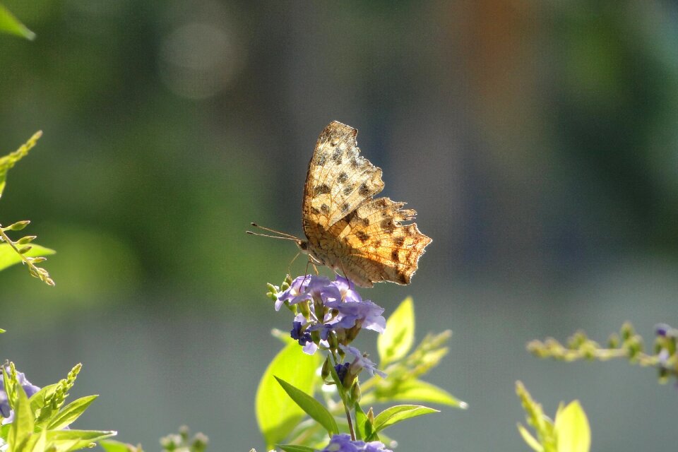 Quentin chong butterfly golden dew flower