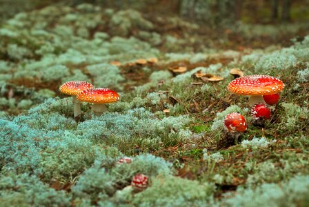 Toadstool amanita moss
