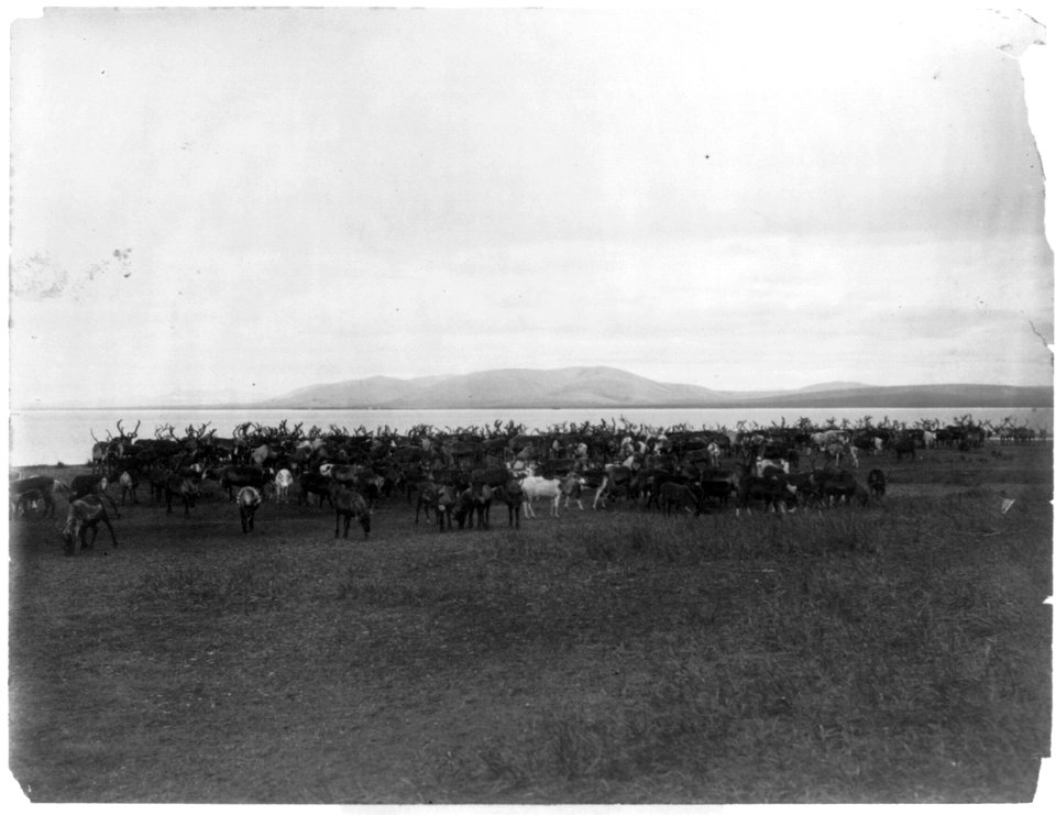 Nome (and vicinity), Alaska, 1900)- Herd of reindeer LCCN2003654688