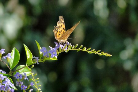 Quentin chong butterfly golden dew flower