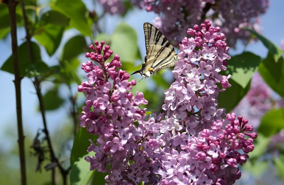 Nature leaf butterfly