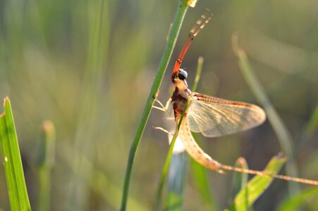 Dragonfly wild natural photo