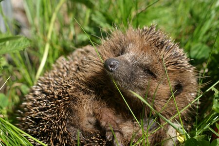 Cute animal prickly