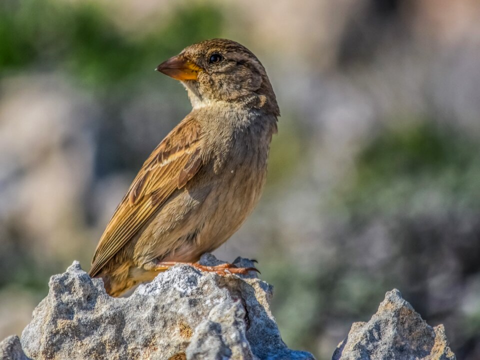 Animal outdoors bird