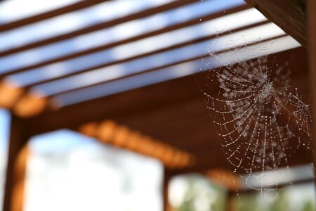 Spider web after rain fuzzy