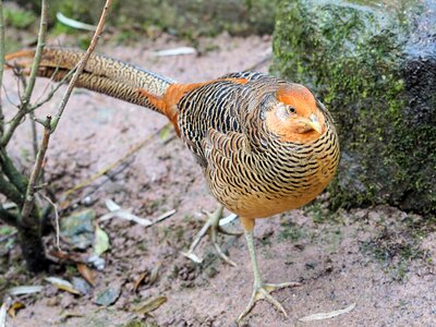 Colorful feather poultry photo