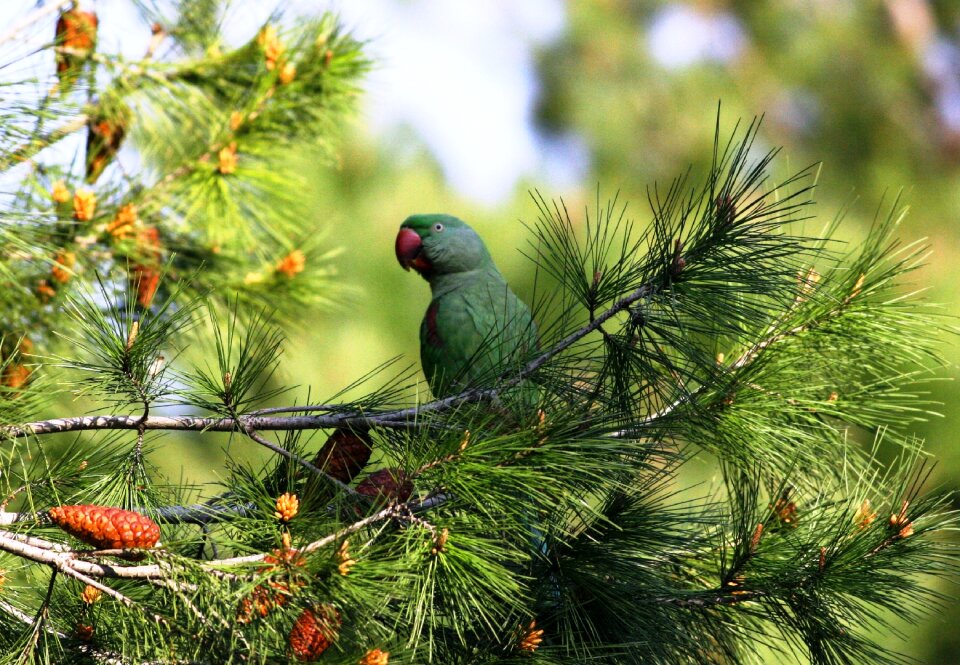 Pine branch parrot