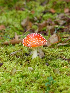 Autumn grass moss