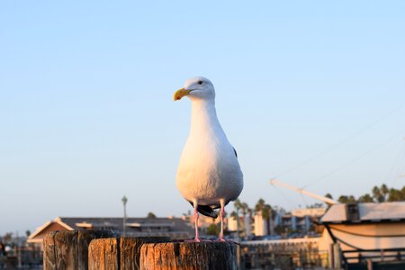 Ocean redondo pier pier photo