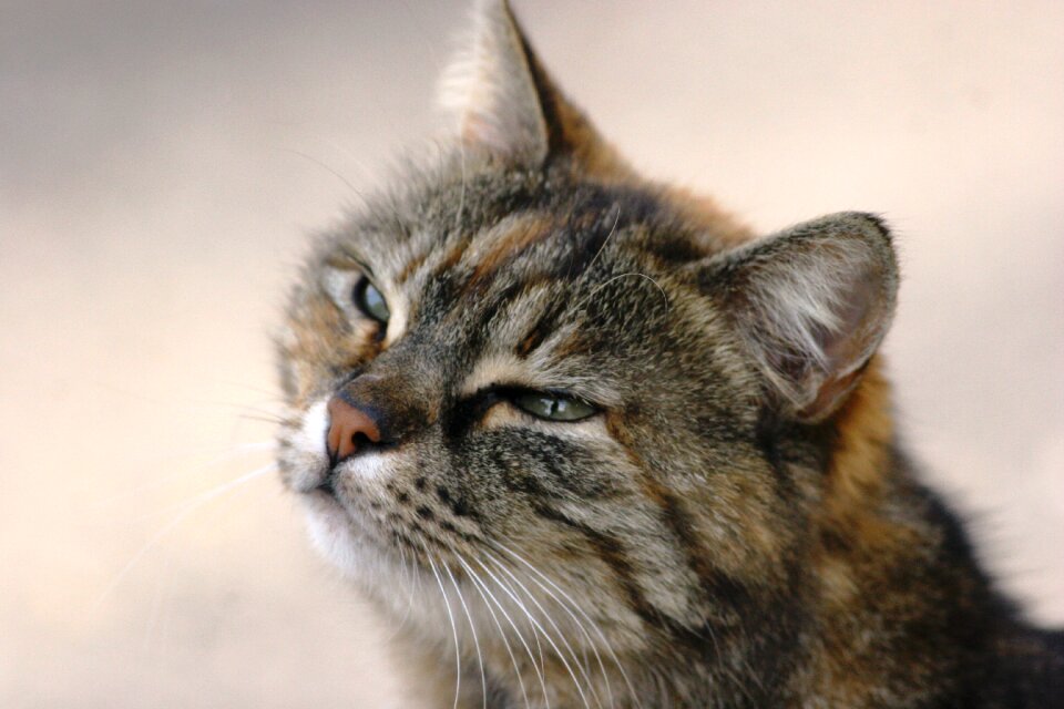 Kitten staring portrait