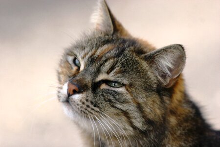 Kitten staring portrait