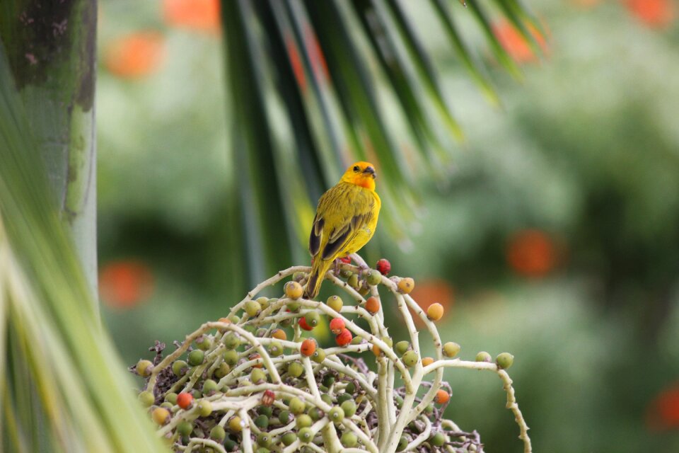 Nature colombia berries